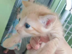 Gato raça SRD-ViraLata idade Abaixo de 2 meses nome Guto