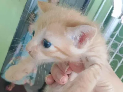 Gato raça SRD-ViraLata idade Abaixo de 2 meses nome Guto