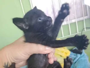 Gato raça SRD-ViraLata idade Abaixo de 2 meses nome Pantera negra