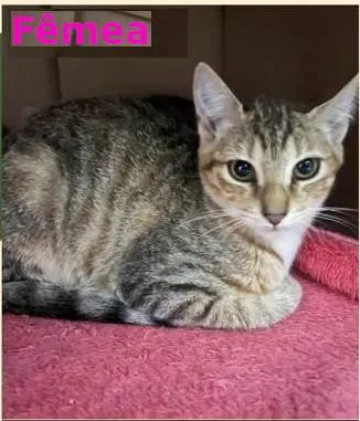 Gato ra a SRD-ViraLata idade 2 a 6 meses nome Belinha