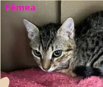 Gato ra a SRD-ViraLata idade 2 a 6 meses nome Mimi