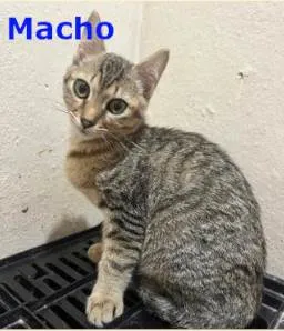 Gato ra a SRD-ViraLata idade 2 a 6 meses nome Nino