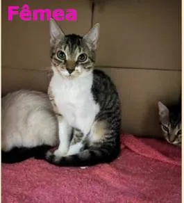 Gato ra a SRD-ViraLata idade 2 a 6 meses nome Mel