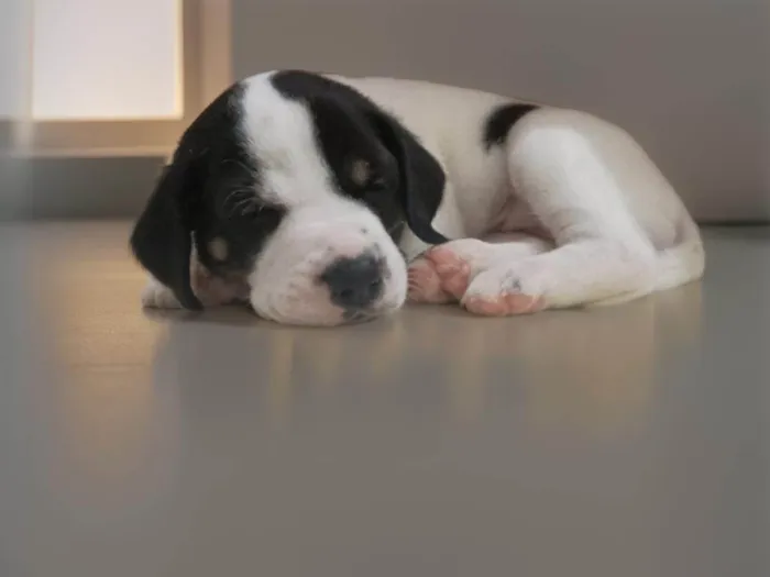 Cachorro ra a SRD-ViraLata idade Abaixo de 2 meses nome Sem nome (a escolher pelo adotante)