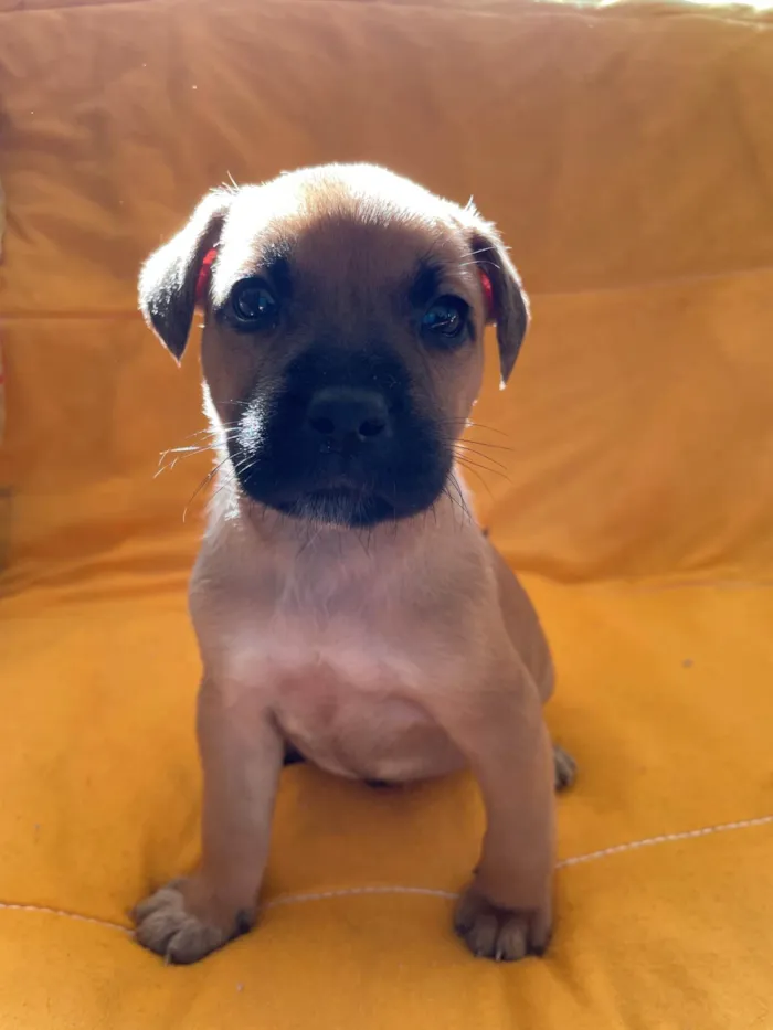 Cachorro ra a SRD-ViraLata idade Abaixo de 2 meses nome Caramelinhos 