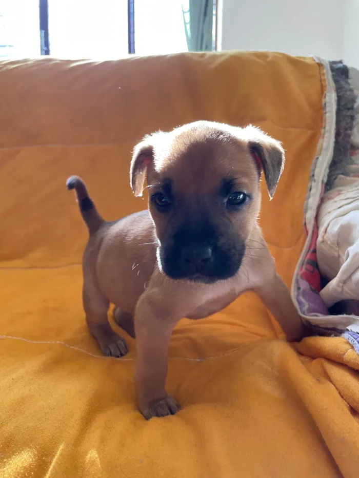 Cachorro ra a SRD-ViraLata idade Abaixo de 2 meses nome Caramelinhos 