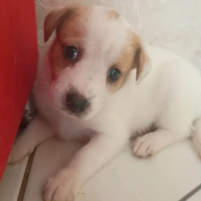 Cachorro ra a SRD-ViraLata idade Abaixo de 2 meses nome Sem nome (a escolher pelo adotante)