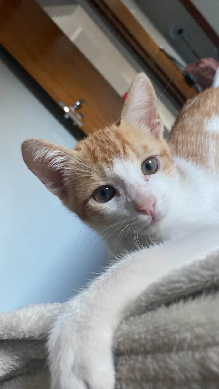 Gato ra a SRD-ViraLata idade 2 a 6 meses nome Milk 