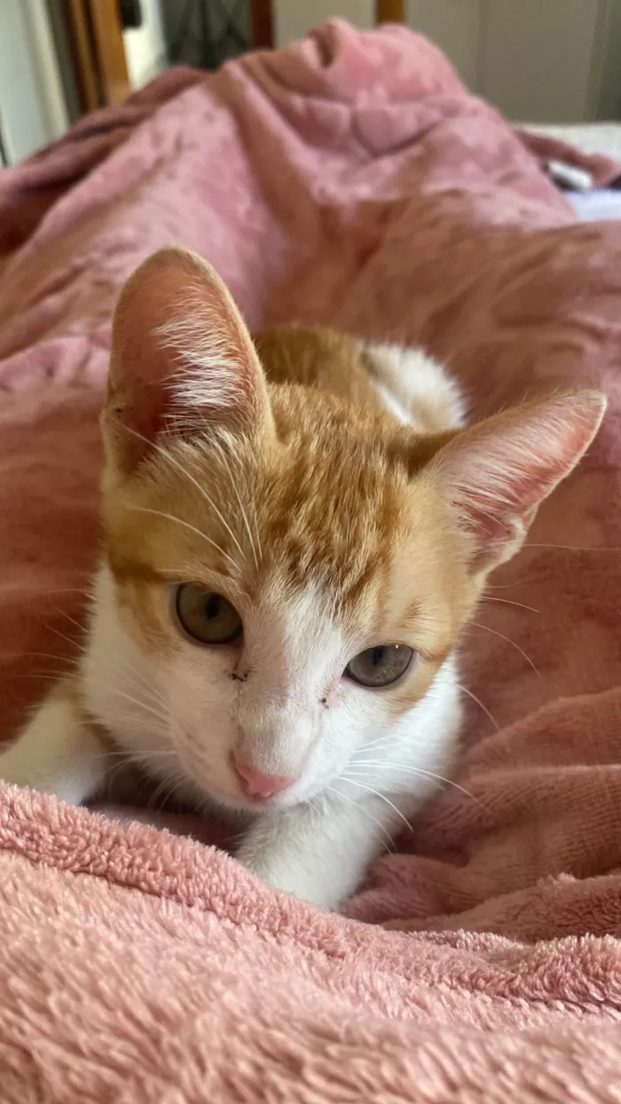 Gato ra a SRD-ViraLata idade 2 a 6 meses nome Milk 