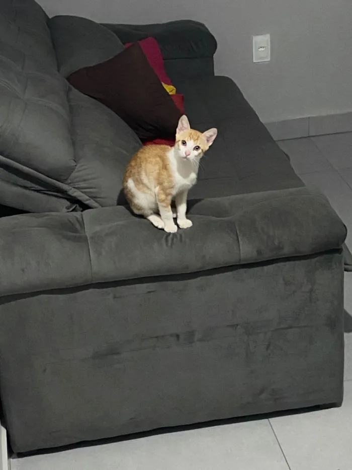 Gato ra a SRD-ViraLata idade 2 a 6 meses nome Milk 
