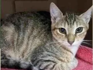 Gato raça SRD-ViraLata idade 2 a 6 meses nome Belinha