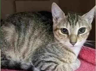 Gato ra a SRD-ViraLata idade 2 a 6 meses nome Belinha