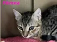 Mimi