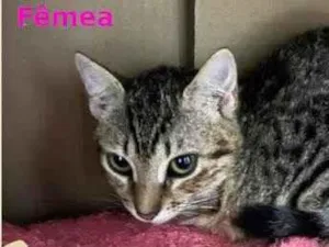 Gato raça SRD-ViraLata idade 2 a 6 meses nome Mimi