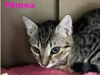 Gato ra a SRD-ViraLata idade 2 a 6 meses nome Mimi