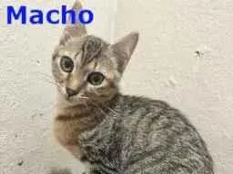 Gato raça SRD-ViraLata idade 2 a 6 meses nome Nino