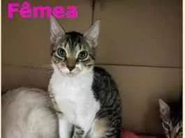 Gato raça SRD-ViraLata idade 2 a 6 meses nome Mel