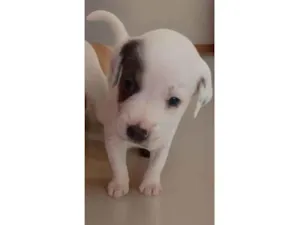 Cachorro raça SRD-ViraLata idade Abaixo de 2 meses nome Sem nome (a escolher pelo adotante)