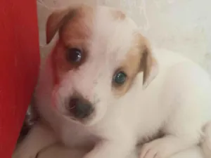 Cachorro raça SRD-ViraLata idade Abaixo de 2 meses nome Sem nome (a escolher pelo adotante)