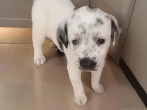 Cachorro raça SRD-ViraLata idade Abaixo de 2 meses nome Sem nome (a escolher pelo adotante)