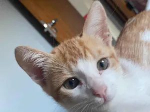 Gato raça SRD-ViraLata idade 2 a 6 meses nome Milk 