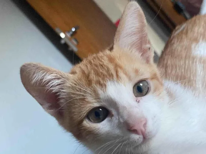 Gato ra a SRD-ViraLata idade 2 a 6 meses nome Milk 