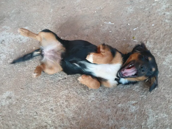 Cachorro ra a Rottweiler idade 2 a 6 meses nome Não tem nome