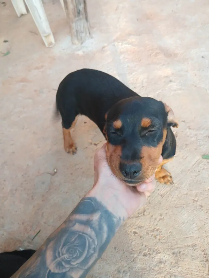 Cachorro ra a Rottweiler idade 2 a 6 meses nome Não tem nome