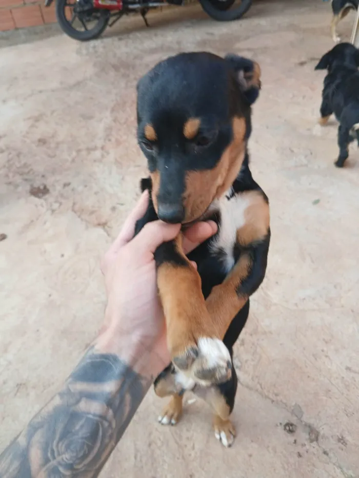 Cachorro ra a Rottweiler idade 2 a 6 meses nome Não tem nome
