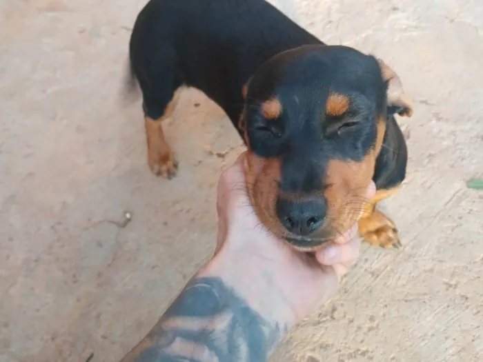 Cachorro ra a Rottweiler idade 2 a 6 meses nome Não tem nome