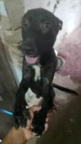 Bruce