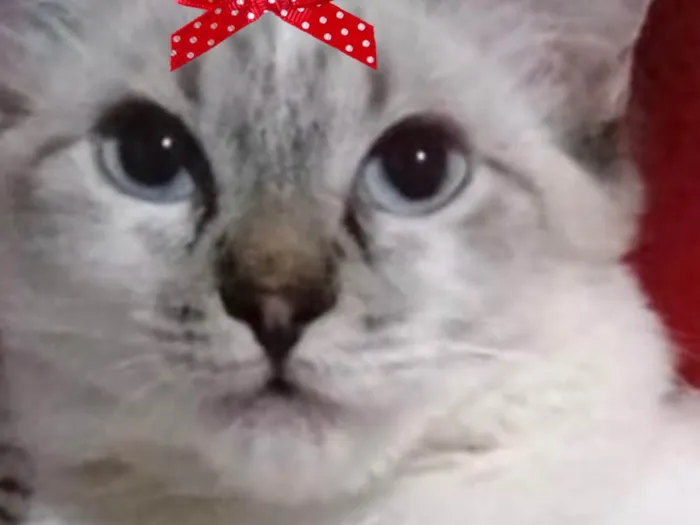 Gato ra a SRD-ViraLata idade 2 a 6 meses nome Minnie 