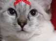 Minnie
