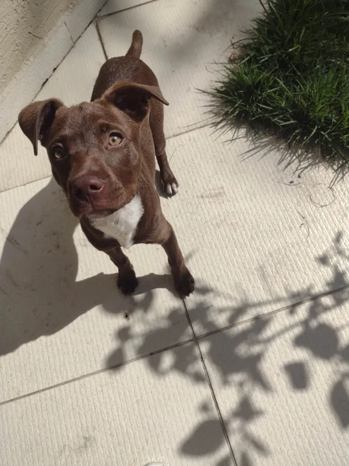 Cachorro ra a Pit-Bull idade 1 ano nome Molly