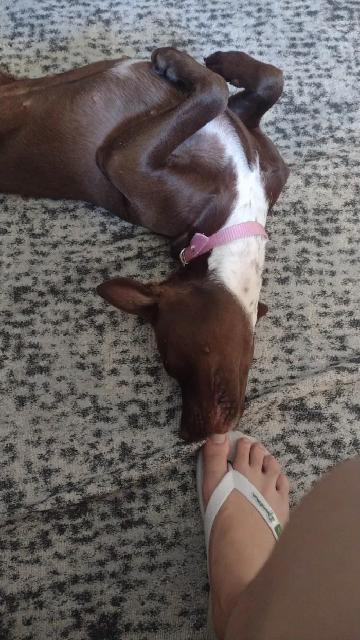 Cachorro ra a Pit-Bull idade 1 ano nome Molly