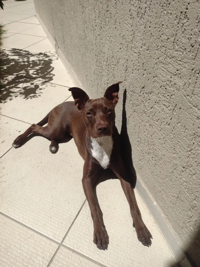 Cachorro ra a Pit-Bull idade 1 ano nome Molly