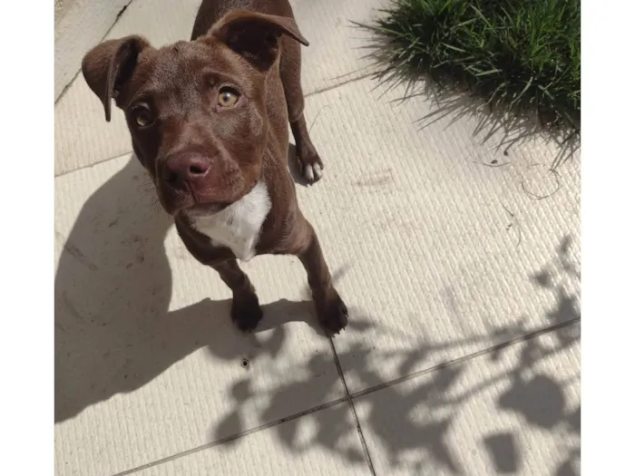 Cachorro ra a Pit-Bull idade 1 ano nome Molly