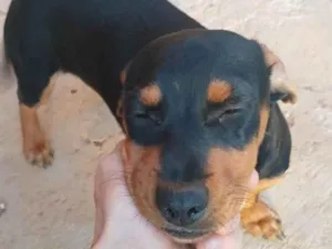 Cachorro raça Rottweiler idade 2 a 6 meses nome Não tem nome