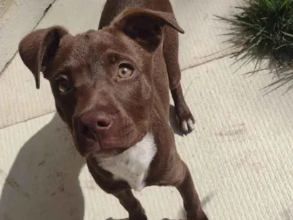 Cachorro raça Pit-Bull idade 1 ano nome Molly