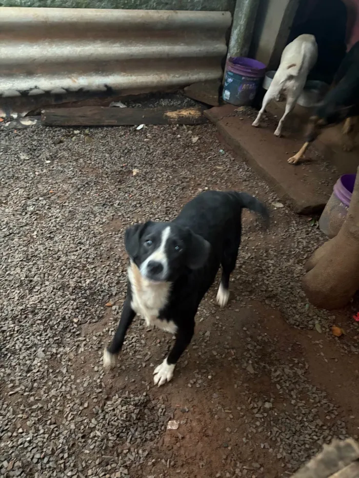 Cachorro ra a SRD-ViraLata idade 2 a 6 meses nome Spike e jade 