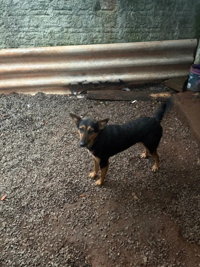 Cachorro ra a SRD-ViraLata idade 2 a 6 meses nome Spike e jade 