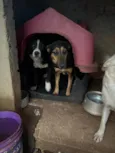 Spike e jade 