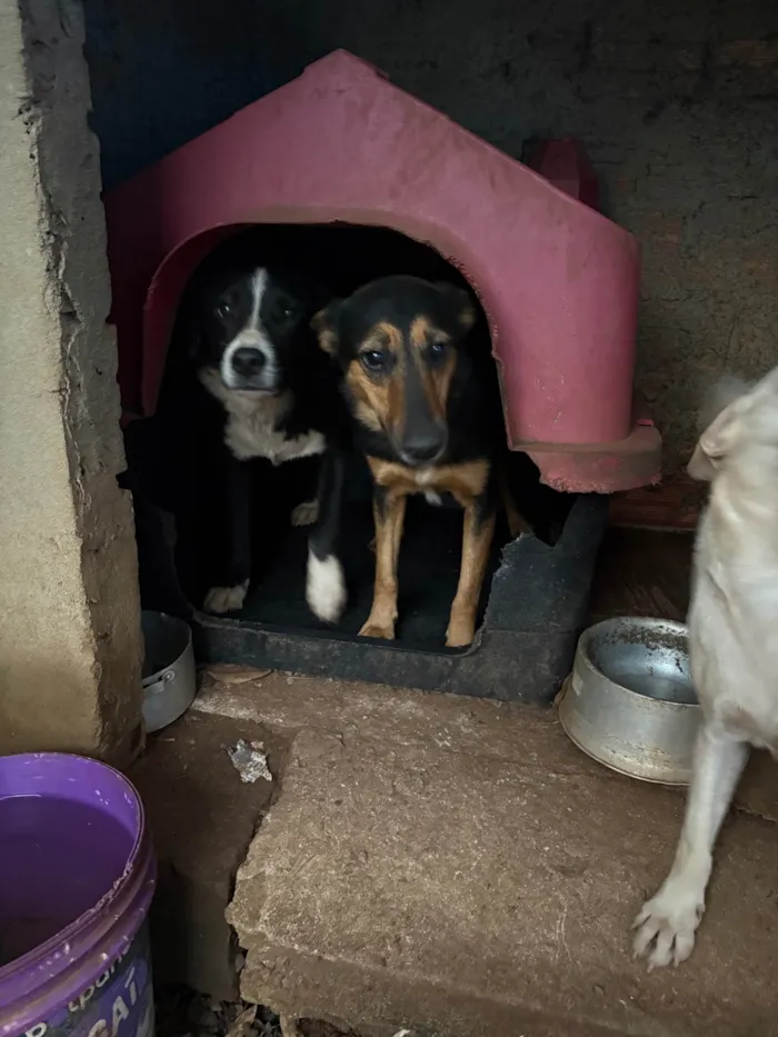 Cachorro ra a SRD-ViraLata idade 2 a 6 meses nome Spike e jade 