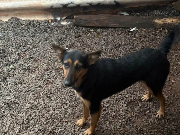 Cachorro ra a SRD-ViraLata idade 2 a 6 meses nome Spike e jade 