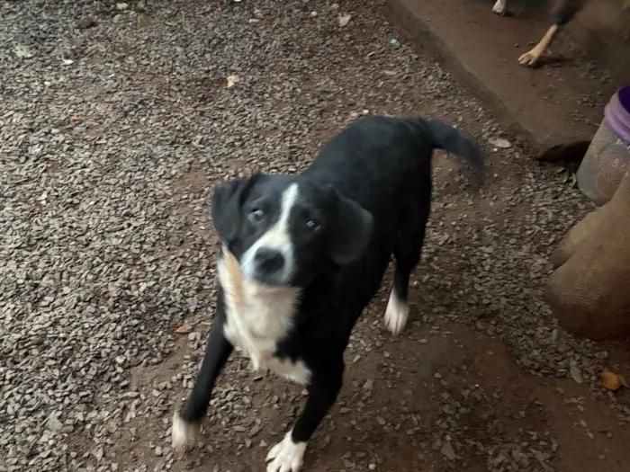Cachorro ra a SRD-ViraLata idade 2 a 6 meses nome Spike e jade 
