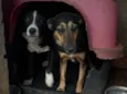 Spike e jade 