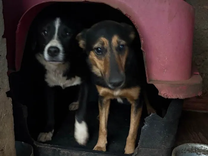 Cachorro ra a SRD-ViraLata idade 2 a 6 meses nome Spike e jade 