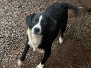 Cachorro raça SRD-ViraLata idade 2 a 6 meses nome Spike e jade 