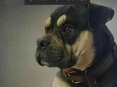 Cachorro raça American Bully idade 4 anos nome Prada