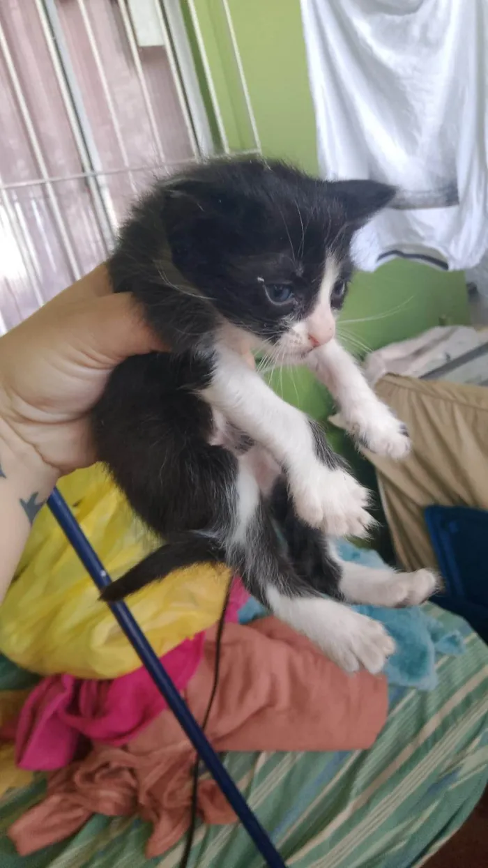 Gato ra a SRD-ViraLata idade Abaixo de 2 meses nome Astolfo